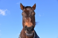 認定特定非営利活動法人引退馬協会のプレスリリース