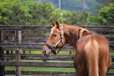 認定特定非営利活動法人引退馬協会のプレスリリース画像2