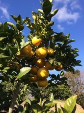 fao agrocommunicationのプレスリリース画像2