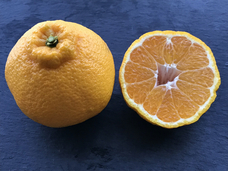 fao agrocommunicationのプレスリリース画像1