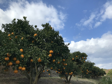 fao agrocommunicationのプレスリリース画像3