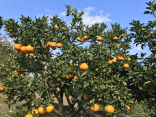 fao agrocommunicationのプレスリリース画像2