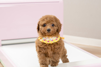 株式会社　ジャパンファーストステップのプレスリリース画像4