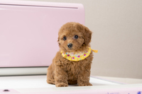 株式会社　ジャパンファーストステップのプレスリリース画像3