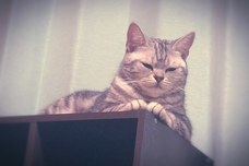 株式会社ローズクリエイトのプレスリリース画像4