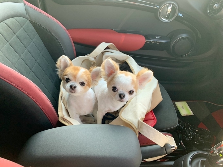 シニア犬なのにパピーにしか見えない チワワのサマーカットが話題 株式会社ローズクリエイトのプレスリリース