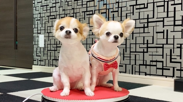 シニア犬なのにパピーにしか見えない チワワのサマーカットが話題 株式会社ローズクリエイトのプレスリリース シニア犬なのにパピーにしか見えない チワワのサマーカットが話題 株式会社ローズクリエイトのプレスリリース