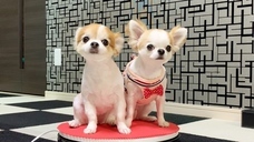 株式会社ローズクリエイトのプレスリリース画像1