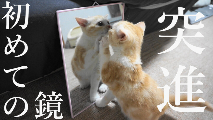 子猫のちゃっぴーとともに成長 育成系youtube ちゃっぴー猫ちゃんねる が史上 最キュン 株式会社ローズクリエイトのプレスリリース 子猫のちゃっぴーとともに成長 育成系youtube ちゃっぴー猫ちゃんねる が史上 最キュン 株式会社ローズクリエイトのプレスリリース