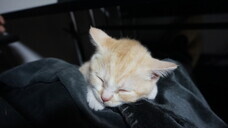 株式会社ローズクリエイトのプレスリリース画像2