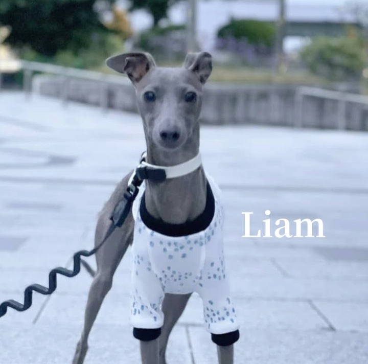 新作も発表 イタグレ服 犬服のonline Shop Liam Dogshop がハロウィーン オータムキャンペーンスタート 株式会社ローズクリエイトのプレスリリース 新作も発表 イタグレ服 犬服のonline Shop Liam Dogshop がハロウィーン オータムキャンペーンスタート 株式会社ローズクリエイトのプレスリリース