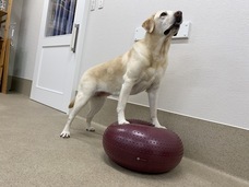 株式会社ローズクリエイトのプレスリリース画像3