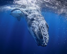 株式会社ローズクリエイトのプレスリリース画像1