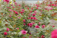 ROSE LABO株式会社のプレスリリース画像3