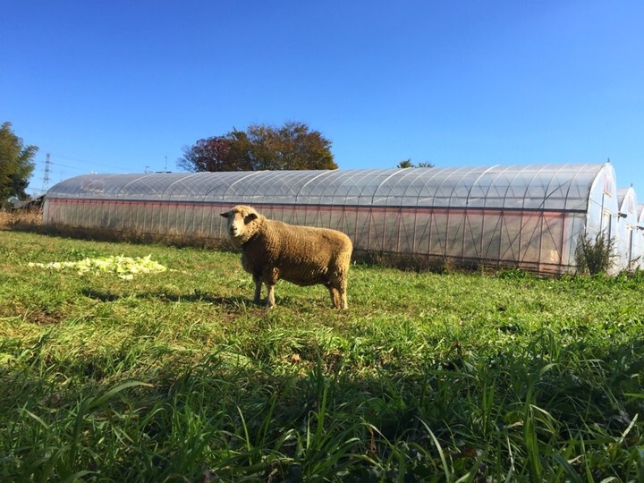 ROSE LABO株式会社のプレスリリース画像4