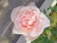 ROSE LABO株式会社のプレスリリース画像6