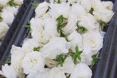 ROSE LABO株式会社のプレスリリース画像2