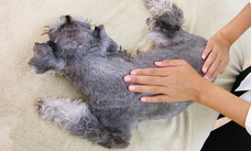 ペットアロマウェルビーイング協会のプレスリリース画像1