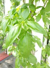 グリーンリバーホールディングス株式会社のプレスリリース画像2