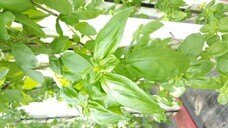 グリーンリバーホールディングス株式会社のプレスリリース画像5