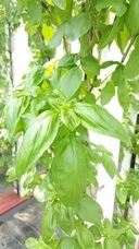 グリーンリバーホールディングス株式会社のプレスリリース画像6