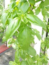 グリーンリバーホールディングス株式会社のプレスリリース画像7