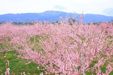 鶴町伸子のプレスリリース画像2