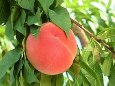 鶴町伸子のプレスリリース画像3