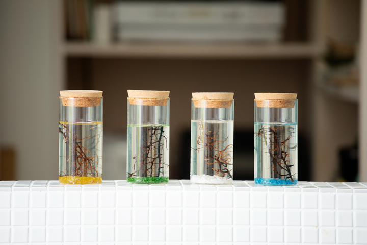 エサなし 水を入れ替えるだけ 観ていると何だか癒される世界一手軽な新アクアリウムブランド ホロホロトーキョー が9月12日本格販売開始 株式会社アイティプラスのプレスリリース エサなし 水を入れ替えるだけ 観ていると何だか癒される世界一手軽な新アクアリウムブランド ホロホロトーキョー が9月12日本格販売開始 株式会社アイティプラスのプレスリリース