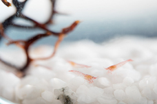 株式会社アイティプラスのプレスリリース画像2