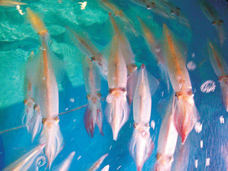 有限会社 A&#39;s Creative Dining/寅八商店のプレスリリース画像7