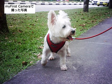 myFirst Japan株式会社のプレスリリース画像9