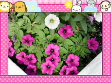 myFirst Japan株式会社のプレスリリース画像9