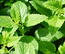 株式会社Glotureのプレスリリース画像2