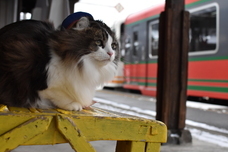 株式会社TOKYOTOONのプレスリリース画像7