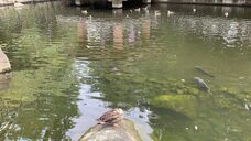 有限会社サクラホテルのプレスリリース画像6