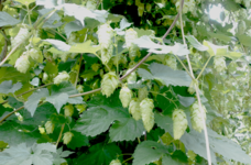 株式会社TRINUSのプレスリリース画像1