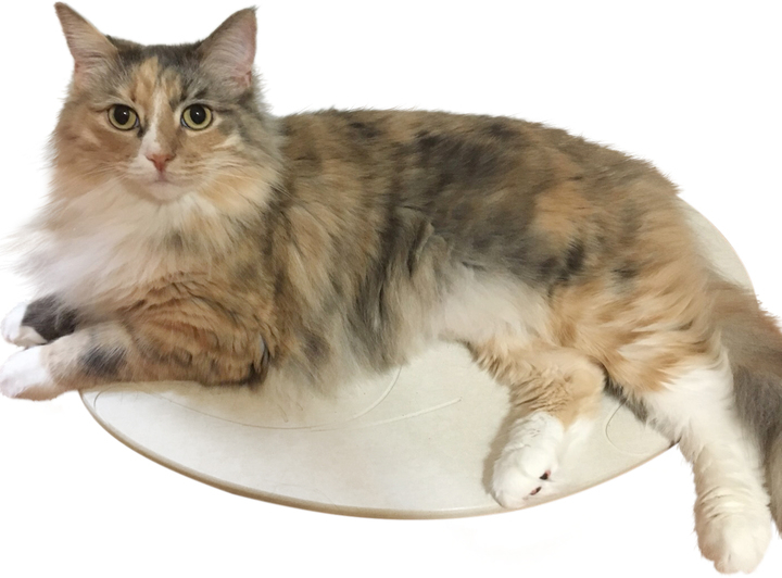一日の3分の2を眠って過ごす猫に 一年中快適な寝場所を 夏はヒンヤリ 冬はポカポカな 珪藻土を使った猫専用マット 猫 ネコろぶマット が新登場 宇部興産建材株式会社エコライフ事業室のプレスリリース 一日の3分の2を眠って過ごす猫に 一年中快適な寝場所を 夏はヒンヤリ 冬はポカポカな 珪藻土を使った猫専用マット 猫 ネコろぶマット が新登場 宇部興産建材株式会社エコライフ事業室のプレスリリース
