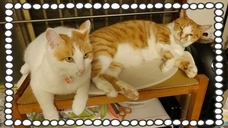 宇部興産建材株式会社エコライフ事業室のプレスリリース画像8