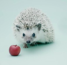 マルホ株式会社のプレスリリース画像9