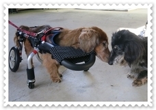 p.a.n.d.a.研究室のプレスリリース画像1