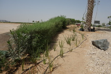 合同会社清流日本のプレスリリース