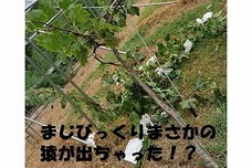 ファームうえぐしのしあわせにっこりおいしいぶどうたち!!のプレスリリース画像1