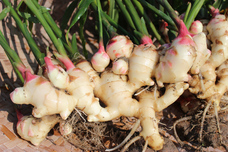 但馬アグリファームのプレスリリース画像3