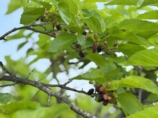 山梨ニュース～YAMANASHI NEWS～のプレスリリース画像1