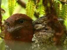 スリランカオンラインセミナー運営事務局のプレスリリース画像4