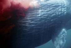 石川フォトオフィスのプレスリリース画像3