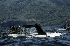 石川フォトオフィスのプレスリリース画像2