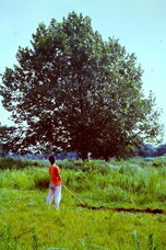 株式会社コンチネンタルサーカスピクチャーズのプレスリリース画像1