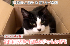 一般社団法人日本猫ねこ協会のプレスリリース